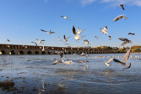 زاینده رود میزبان پرندگان مهاجر - اصفهان